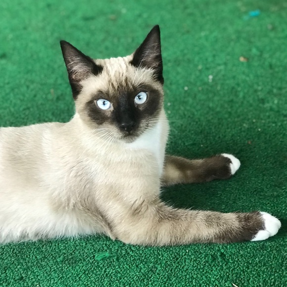 Hi. I’m Koda. I’m 1 year old now - Picture 5 of 14